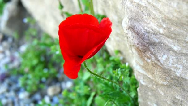 A poppy in the mountains (4K) — Stock Video