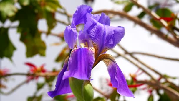 Iris Laevigata, japansk iris, kanin-ear iris eller kakitsubata (4k) — Stockvideo