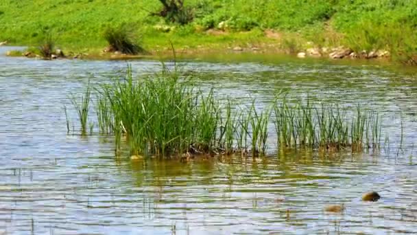 Flussufer, Süßwasserfluss (4k) — Stockvideo