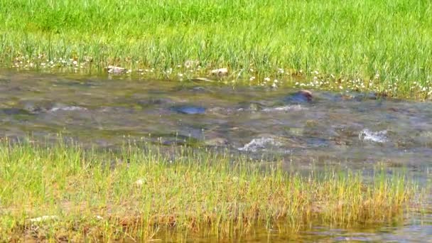 Flussufer, Süßwasserfluss (4k) — Stockvideo