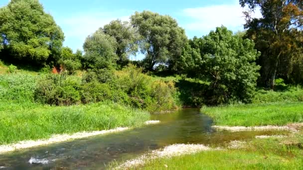 Rivière traversant une prairie verte avec des arbres en arrière-plan (4K ) — Video