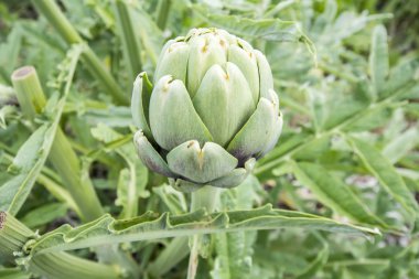Enginar, Cynara cardunculus