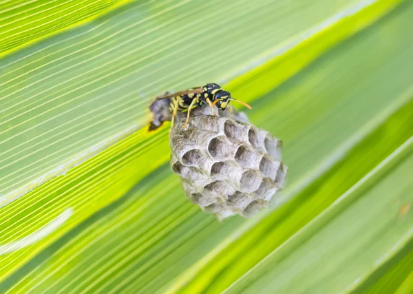 Avispa construyendo un nido en una hoja de palma — Foto de Stock