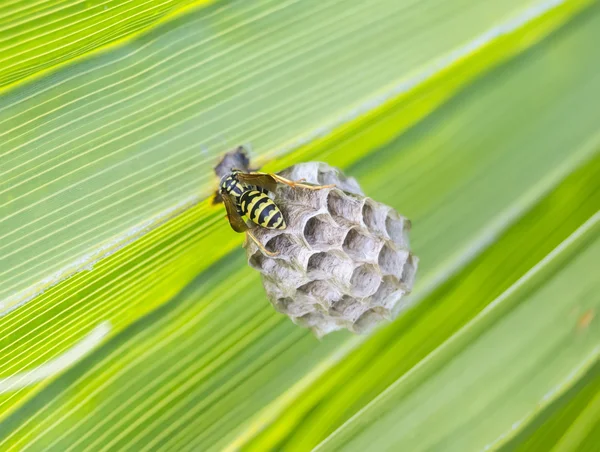 Avispa construyendo un nido en una hoja de palma — Foto de Stock