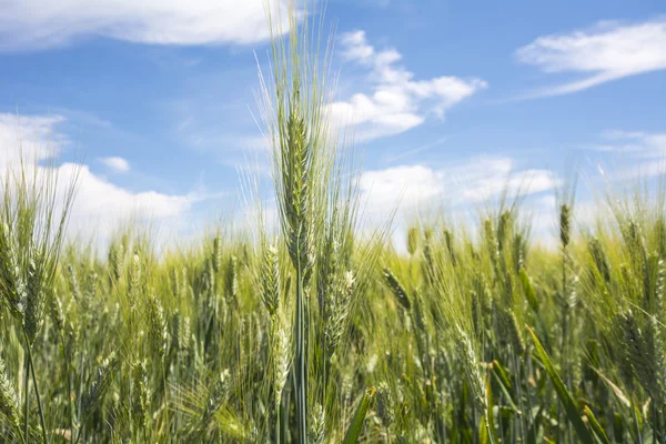 Primer plano espigas de trigo inmaduras. Cielo azul en el fondo . — Foto de Stock