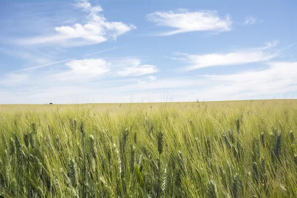 Närbild omogna vete öron. Blå himmel i bakgrunden. — Stockfoto