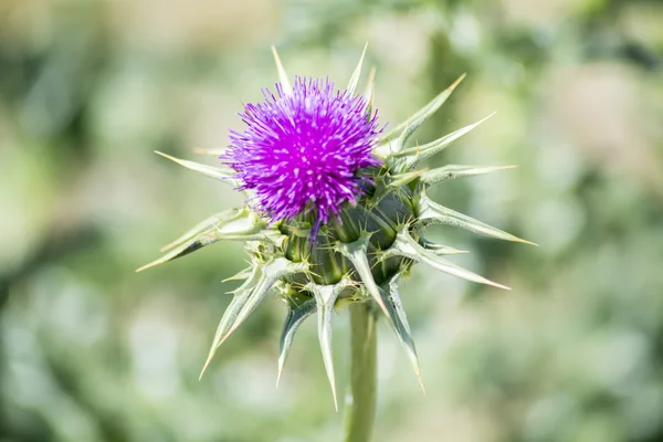 Thistle flower with an insect above — Stock Photo, Image