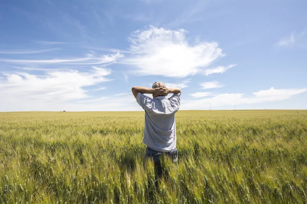 Zemědělec sleduje kvalitu sklizně pšenice — Stock fotografie