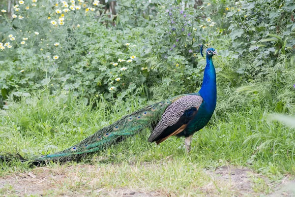 Területén (indiai páva kék páva és Pavo hím páva — Stock Fotó