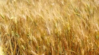 Olgun buğday hasat ve (4 k almaya hazır)