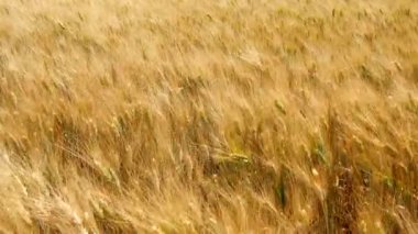 Olgun buğday hasat ve (4 k almaya hazır)