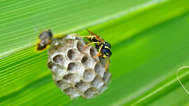 Wasp building a nest in a palm leaf (4K) — Stock Video