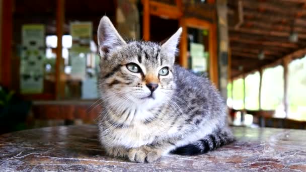 Gatito en una mesa mirando algo (4K ) — Vídeos de Stock