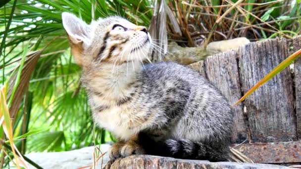 Gatito en una mesa mirando algo (4K ) — Vídeo de stock