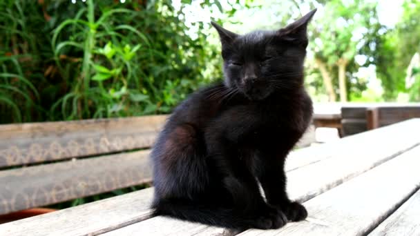 Черный сонный котенок на столе (4K) ) — стоковое видео
