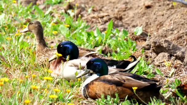 Patos descansando en el suelo de un huerto (4K ) — Vídeo de stock