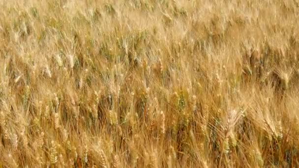 Sklizeň pšenice zralé a připravené k vyzvednutí (4k) — Stock video