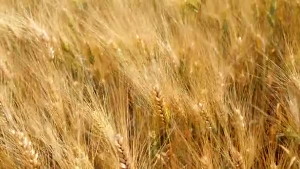 Raccolta di grano maturo e pronto per la raccolta (4K ) — Video Stock