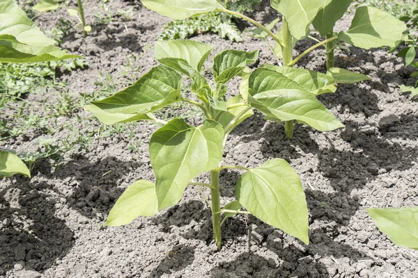 ヒマワリ植物の成長 — ストック写真