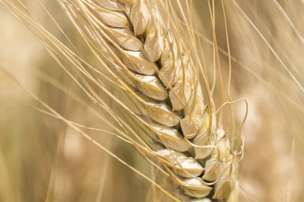 Récolte de blé mûr, pointe dorée — Photo