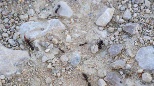 Mravenci přepravující jídlo do jejich hnízda (4k) — Stock video
