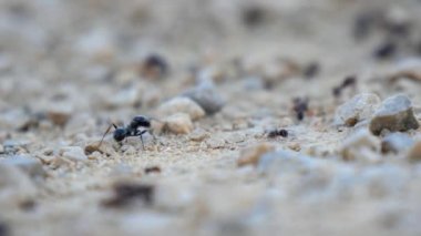 Onların yuva (4 k için yiyecek taşıyan karınca)