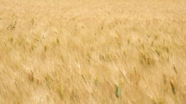 Olgun buğday ve almaya hazır hasat (arpa, çavdar)(4k)