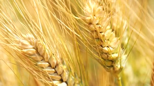 Harvest of ripe wheat and ready to pick (Barley, Rye)(4K) — Stock Video