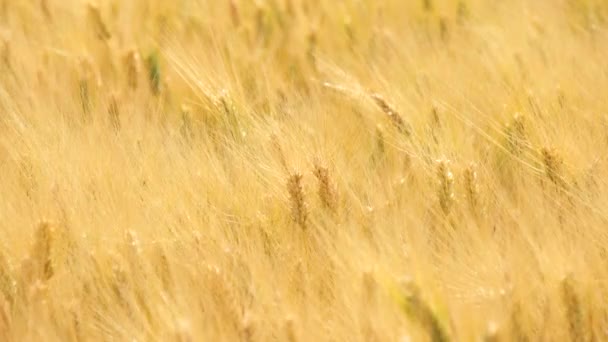 Colheita de trigo maduro e pronto para pegar (cevada, centeio) (4K ) — Vídeo de Stock
