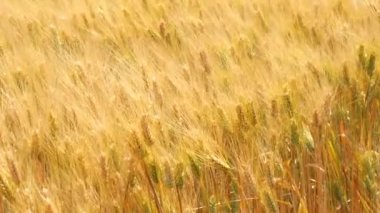 Olgun buğday ve almaya hazır hasat (arpa, çavdar)(4k)