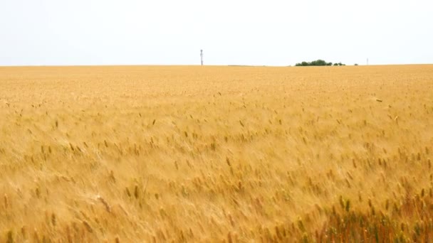 Vendemmia di frumento maturo e pronto per la raccolta (Orzo, Segale) (4K ) — Video Stock