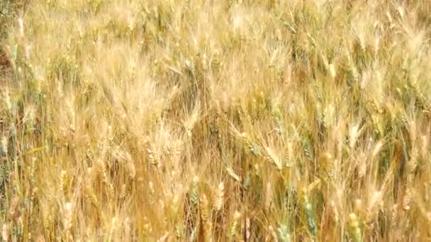 Урожай дозрів пшениці і готові підібрати (ячмінь, жито)(4k) — стокове відео