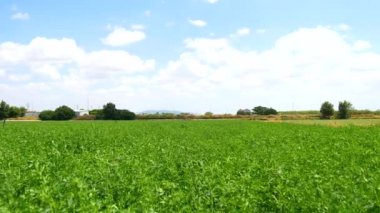 Çiçekli Medicago sativa (4k)