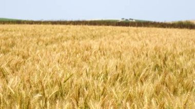 Olgun buğday ve almaya hazır hasat (arpa, çavdar)(4k)
