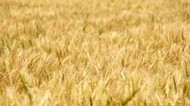 Olgun buğday ve almaya hazır hasat (arpa, çavdar)(4k)