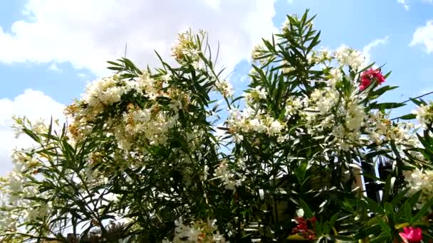Blommande Nerium oleander (4k) — Stockvideo