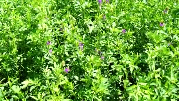 Medicago sativa in fiore (4K ) — Video Stock