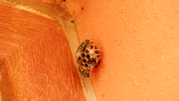 Guêpes construisant un nid (4K )