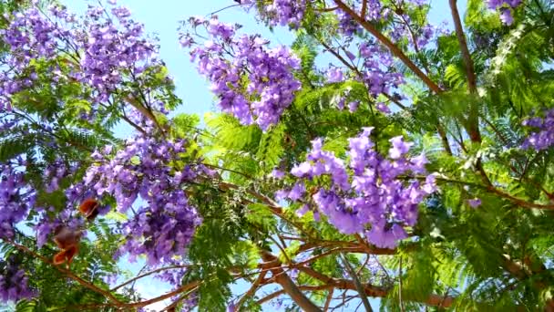 Float Jacaranda Tree (4K) ) — стоковое видео