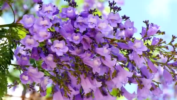 Květu Jacaranda Tree (4k) — Stock video