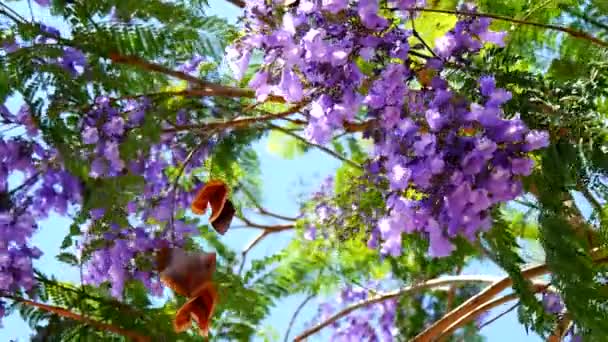 Árbol Jacaranda Floreciente (4K ) — Vídeos de Stock