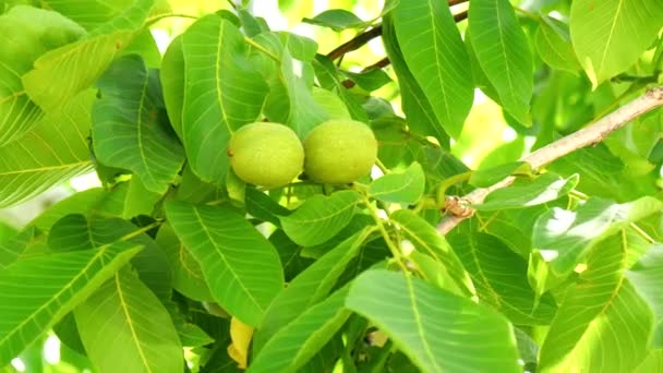 Nueces inmaduras en el árbol (4K ) — Vídeos de Stock