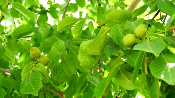 Nueces inmaduras en el árbol (4K ) — Vídeos de Stock