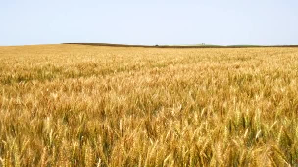 Colheita de trigo maduro e pronto para pegar (cevada, centeio) (4K ) — Vídeo de Stock