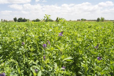 Bloom (yonca medicago sativa)