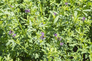 Medicago sativa in bloom (Alfalfa) clipart