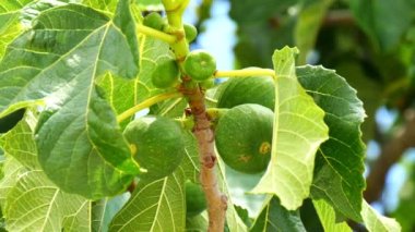 Granül gübre çim veya meyve bahçesi (4k için)