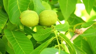 Granül gübre çim veya meyve bahçesi (4k için)