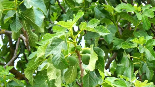 Düngerpellets für den Rasen oder den Obstgarten (4k) — Stockvideo