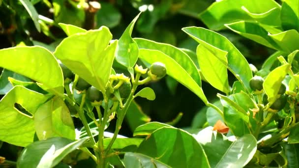 Pellets de fertilizante para el césped o el huerto (4K ) — Vídeos de Stock